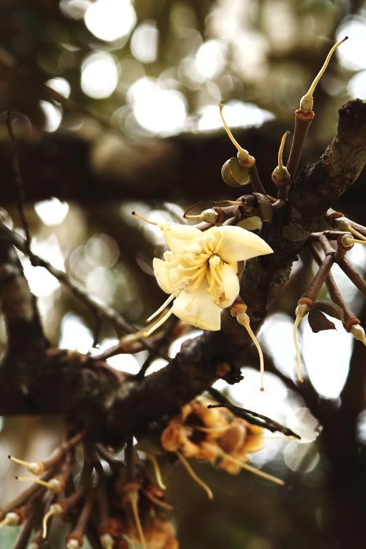 IMAGE: http://i96.photobucket.com/albums/l192/idkhalid/File0171_6x4.jpg