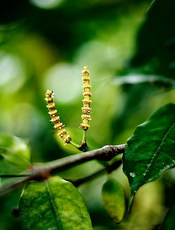 IMAGE: http://i96.photobucket.com/albums/l192/idkhalid/IMG_0031-8x6.jpg