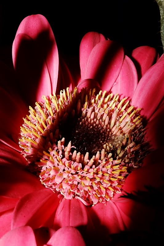 IMAGE: http://i96.photobucket.com/albums/l192/idkhalid/IMG_0031_8x6.jpg