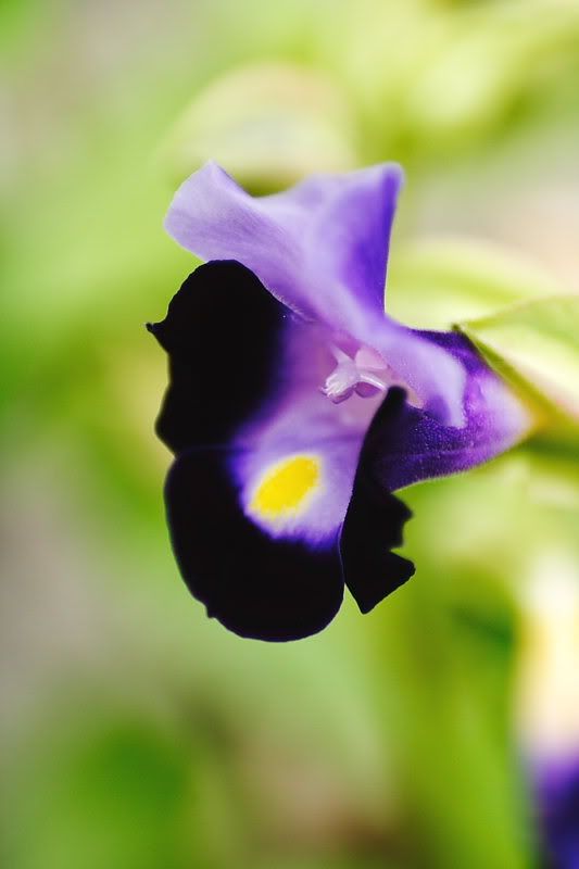 IMAGE: http://i96.photobucket.com/albums/l192/idkhalid/IMG_0032-8x6.jpg