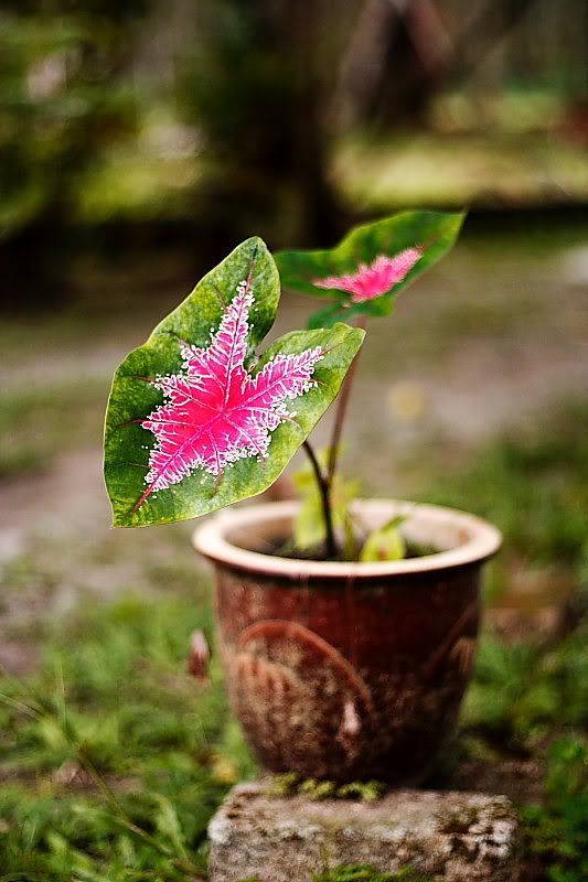 IMAGE: http://i96.photobucket.com/albums/l192/idkhalid/IMG_0050-8x6.jpg