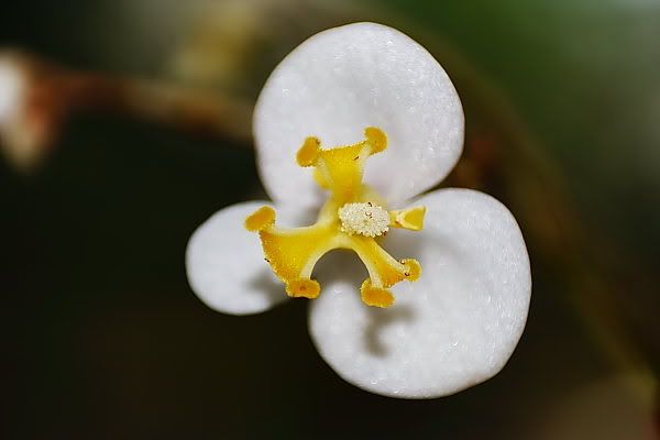 IMAGE: http://i96.photobucket.com/albums/l192/idkhalid/IMG_0417_6x4.jpg