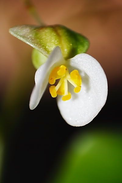 IMAGE: http://i96.photobucket.com/albums/l192/idkhalid/IMG_0424_6x4.jpg