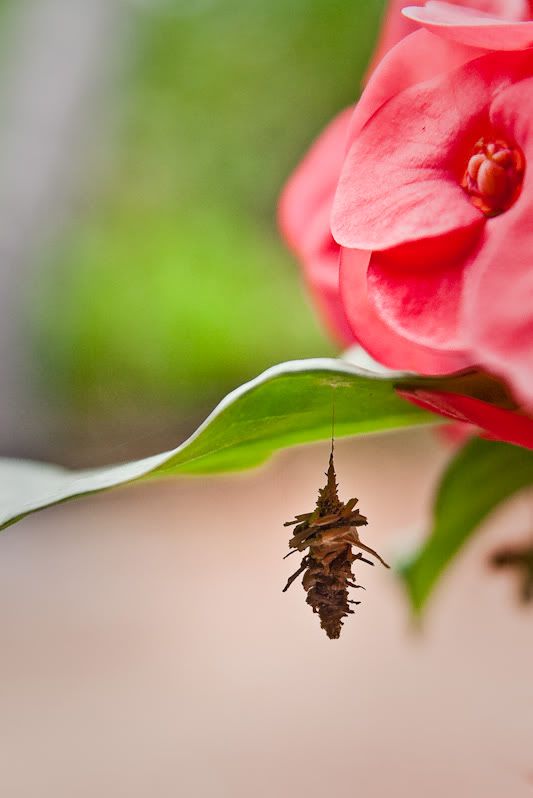 IMAGE: http://i96.photobucket.com/albums/l192/idkhalid/IMG_2450-2.jpg