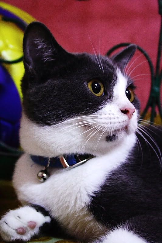 IMAGE: http://i96.photobucket.com/albums/l192/idkhalid/cat8x6.jpg