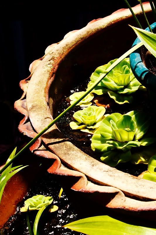 IMAGE: http://i96.photobucket.com/albums/l192/idkhalid/waterlettuce-8x6.jpg