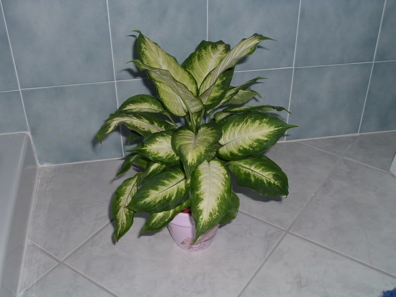 dieffenbachia.jpg