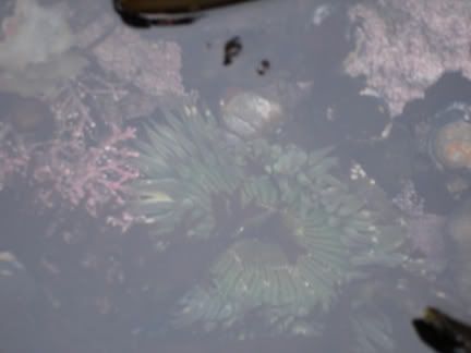sea anemone photo anemoneWEB.jpg