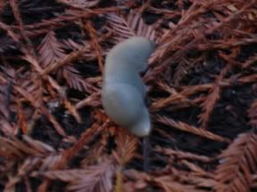 banana slug photo bananaslugWEB.jpg