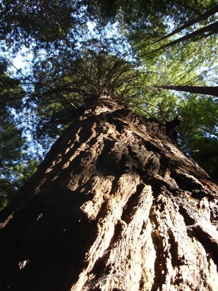 biggest redwood photo biggestredwoodWEB-1.jpg