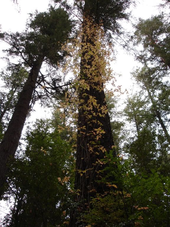 big redwood photo bigredwoodWEB.jpg