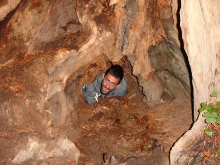 mike in the tree photo mikeinthetreeWEB.jpg