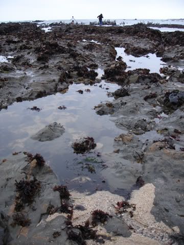 fitzgerald marine reserve photo tidepoolsWEB.jpg