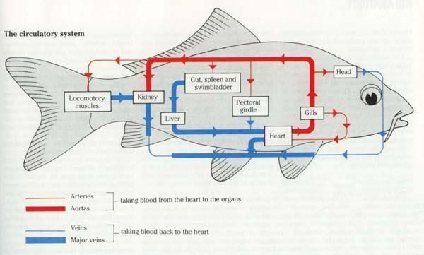 circulatory system functions and organs. KOI Circulatory System :D