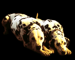 21.gif dalmations image by insanecatlady