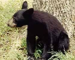 bear.jpg picture by qrsllc