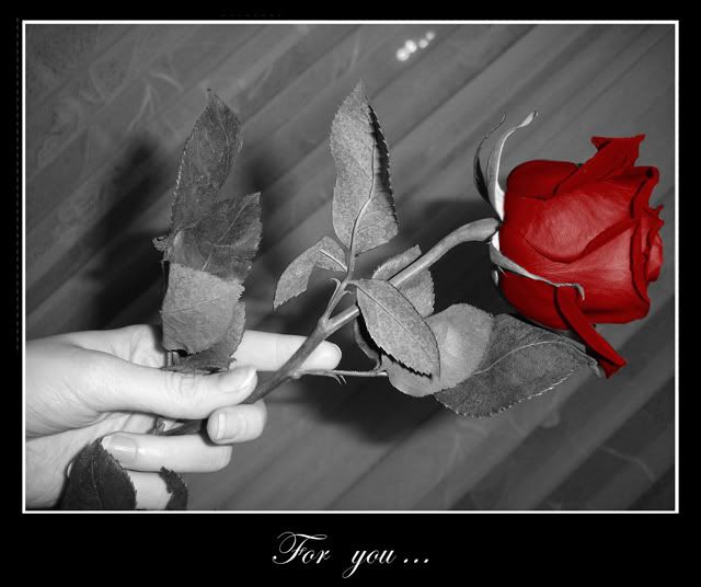 rose for rose photo for_you_____by_greycupido.jpg