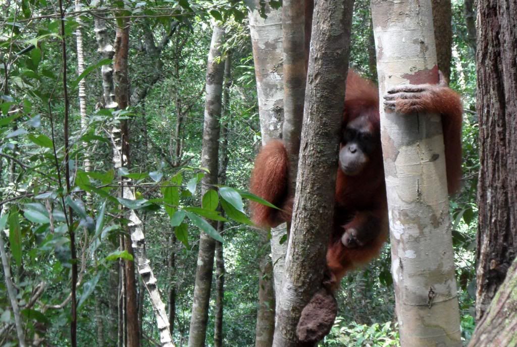Orangutan1.jpg