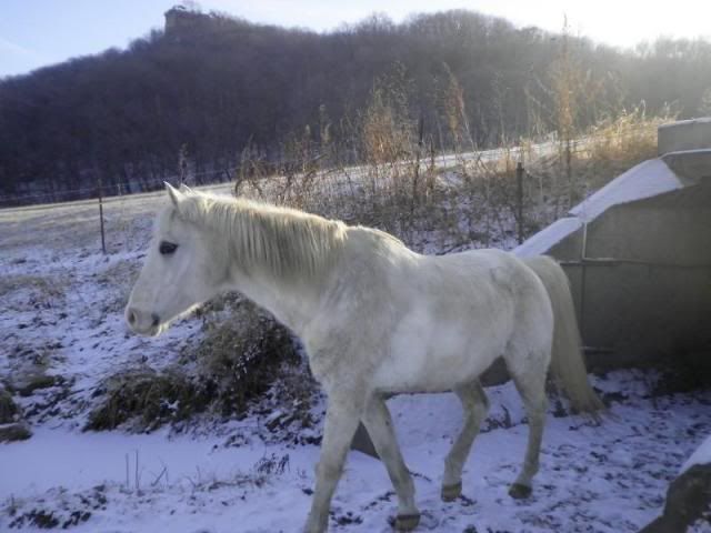 polar equine m400 trotting