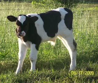 Bull calf coughing...need some advice - Cattle