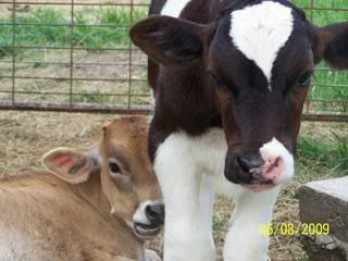 Bull calf coughing...need some advice - Cattle