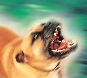 PITBULL.jpg PITBULL image by reanne19