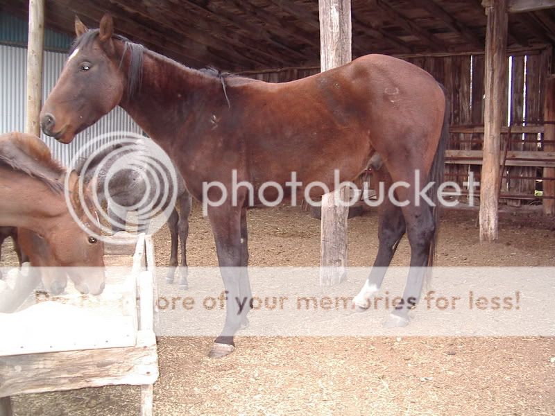 Blue Roan Pics..... & all the babies Posting 4 JingleBob | Ranchers.net