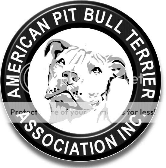 american pitbull terrier association inc. Pictures, Images and Photos