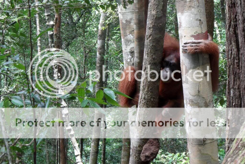 Orangutan1.jpg